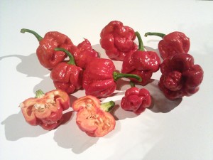 Trinidad_Moruga_Scorpion